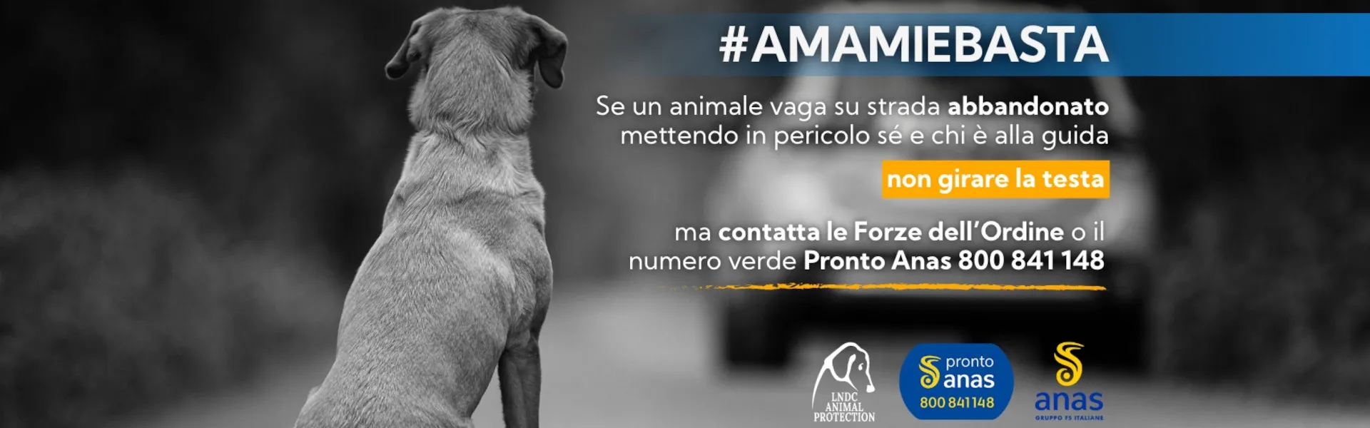 banner campagna Amami e basta