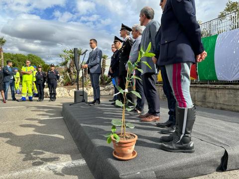 Albero di Falcone